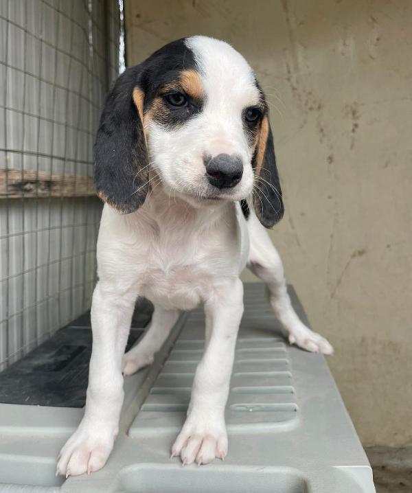 LA DOLCISSIMA SELENE Foto 2