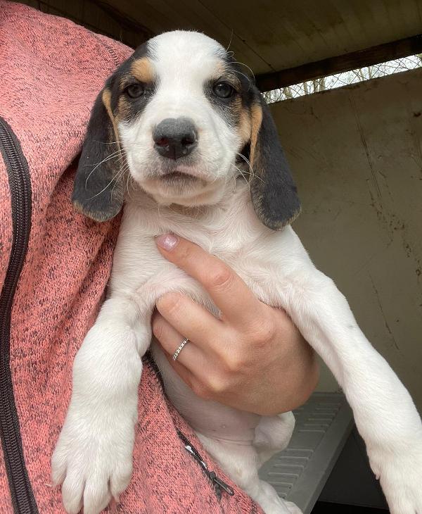 LA DOLCISSIMA SELENE Foto 5