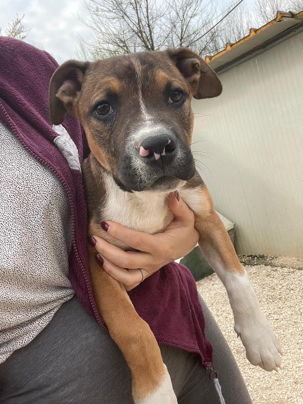 IL BELLISSIMO CHOCO Foto 7