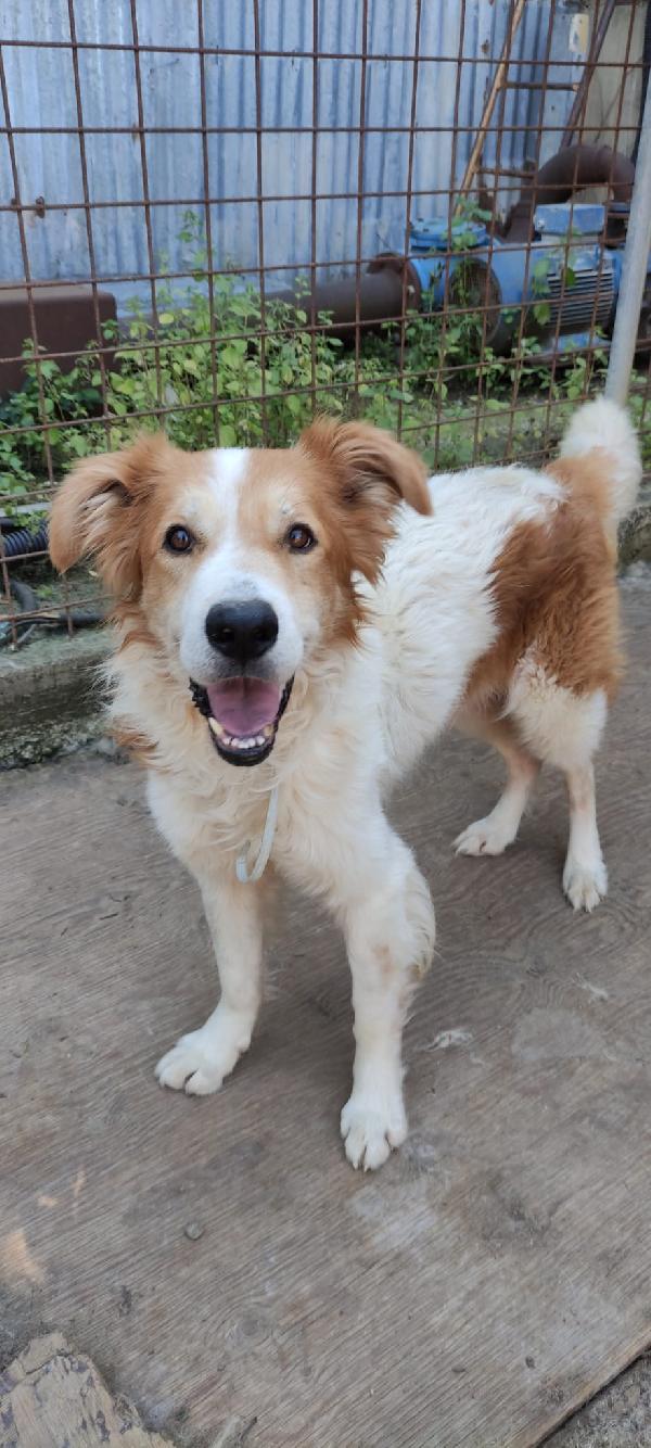 Sos Leo ....Cerca Casa