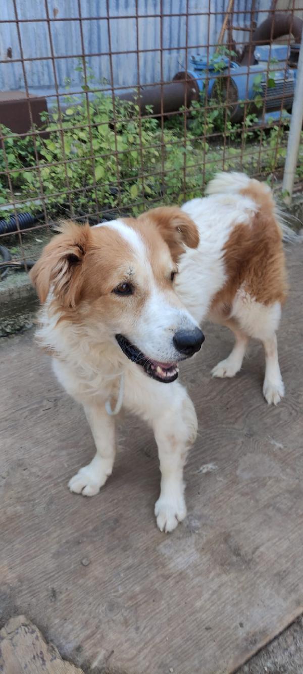 Sos Leo ....cerca casa Foto 2