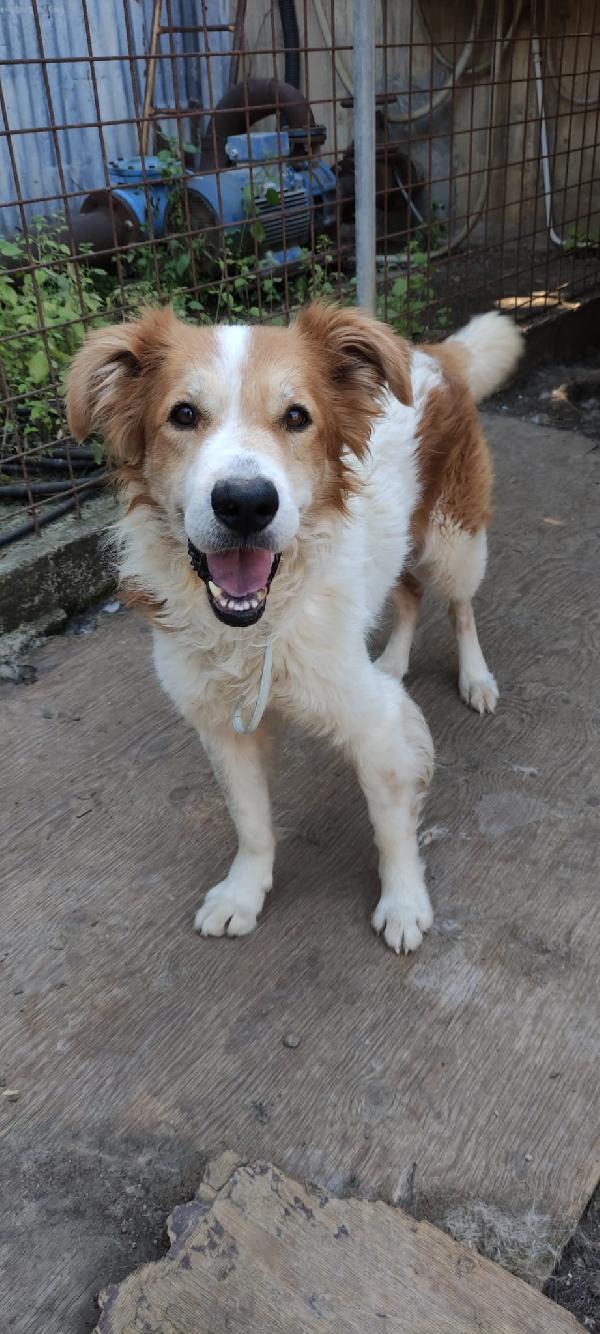 Sos Leo ....cerca casa Foto 4