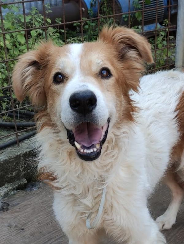 Sos Leo ....cerca casa Foto 5