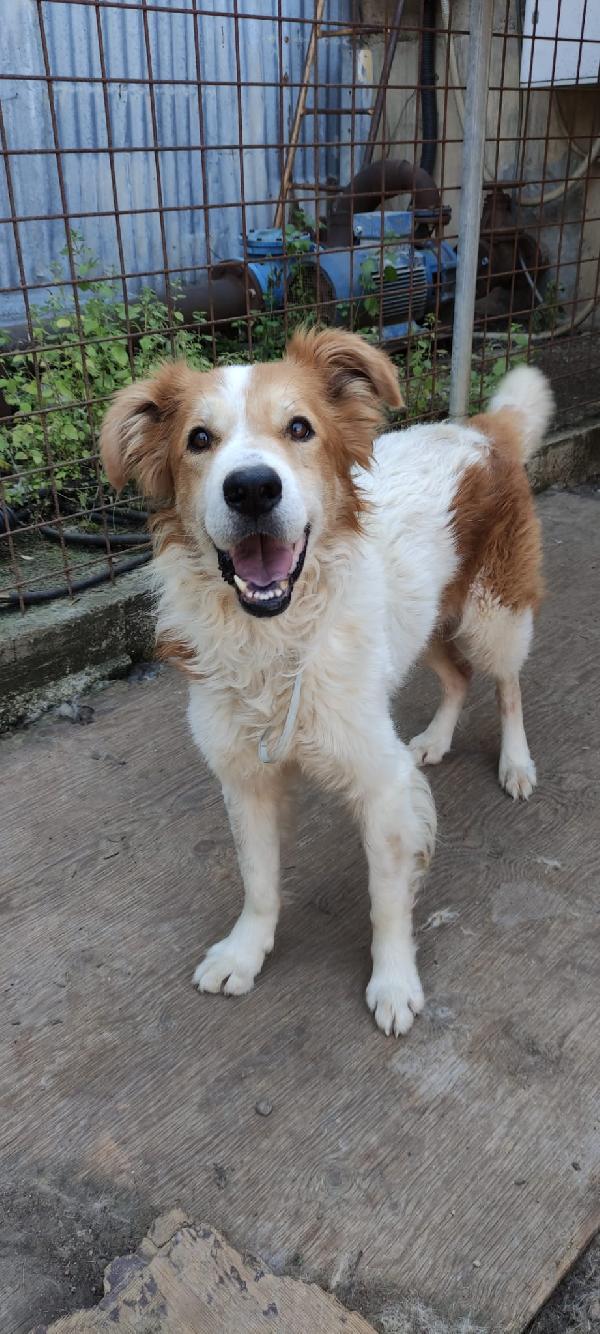 Sos Leo ....cerca casa Foto 6