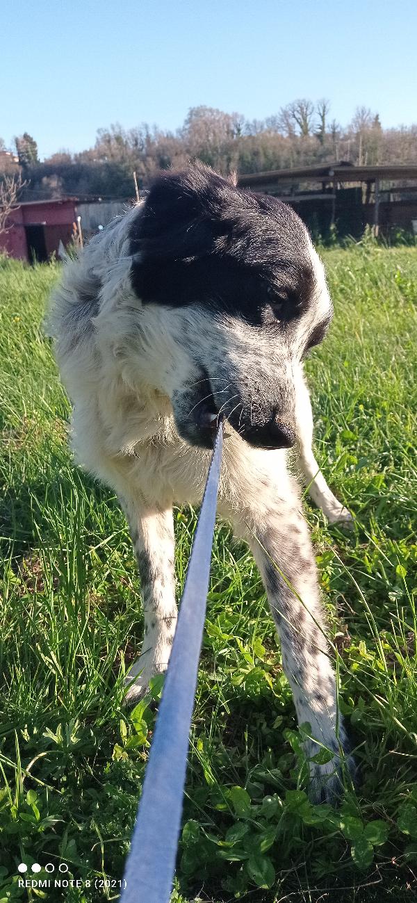 Amanti delle cucciolone eeeee  Foto 3