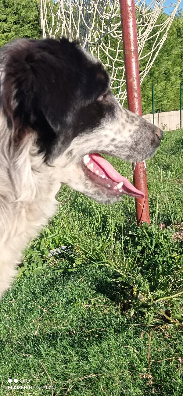 Amanti delle cucciolone eeeee  Foto 4