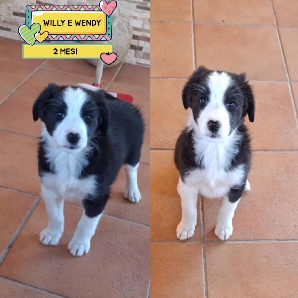 Willy E Wendy Cuccioli 2 Mesi Mix Border Collie Cercano Casa - In Adozione 
