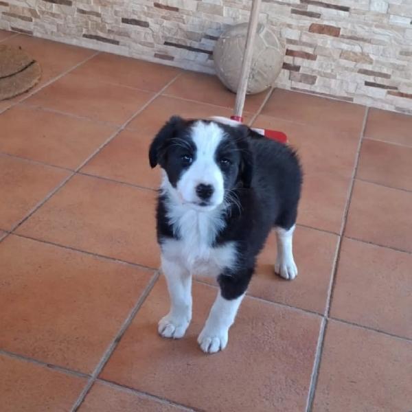 WILLY e WENDY cuccioli 2 mesi mix border collie cercano casa - in adozione  Foto 2