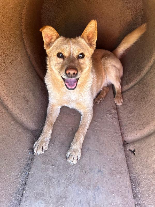 Ringo Splendido Giovane Cagnolino Cerca Casa 