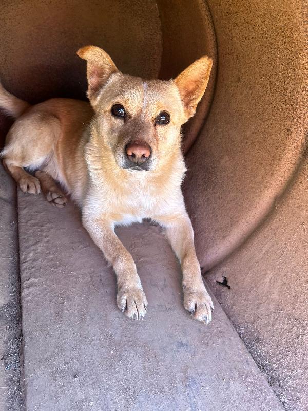 Ringo splendido giovane cagnolino cerca casa  Foto 3