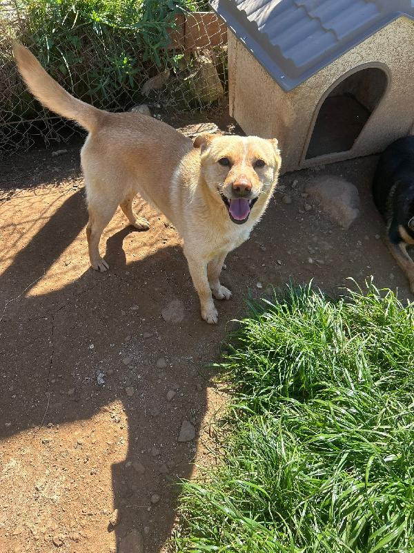 Ringo splendido giovane cagnolino cerca casa  Foto 4