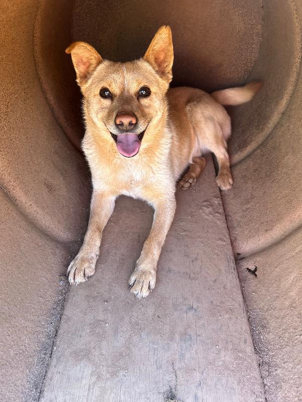 Ringo splendido giovane cagnolino cerca casa  Foto 5