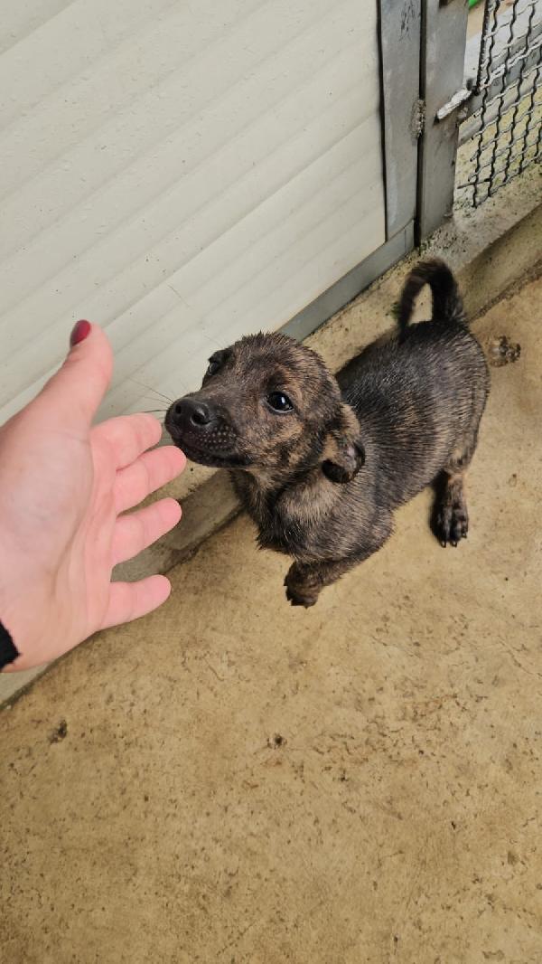 Rubino Splendido Dolce Cucciolino Cerca Casa 