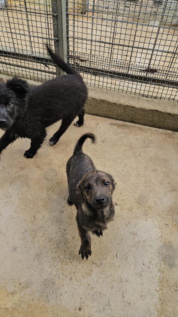 Rubino splendido dolce cucciolino cerca casa  Foto 2