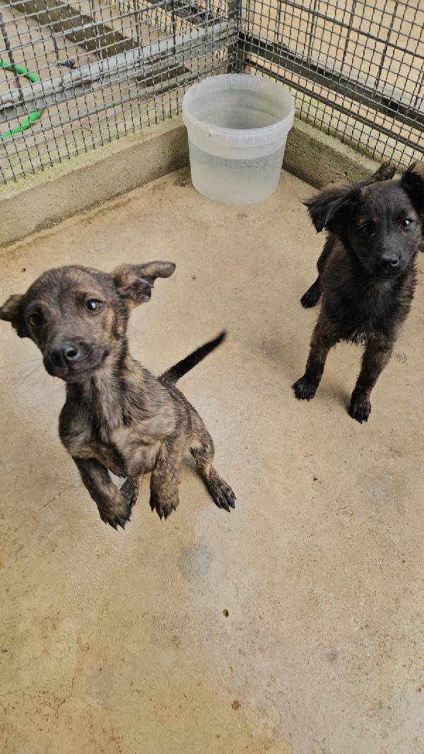 Rubino splendido dolce cucciolino cerca casa  Foto 3