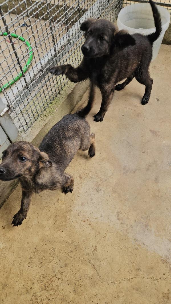 Rubino splendido dolce cucciolino cerca casa  Foto 4