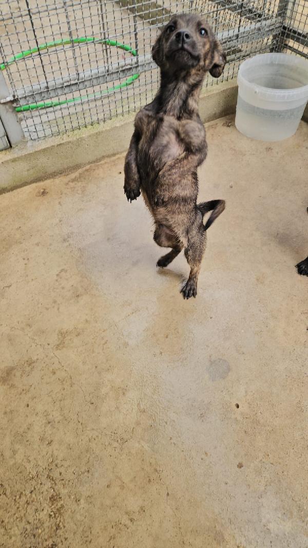 Rubino splendido dolce cucciolino cerca casa  Foto 5