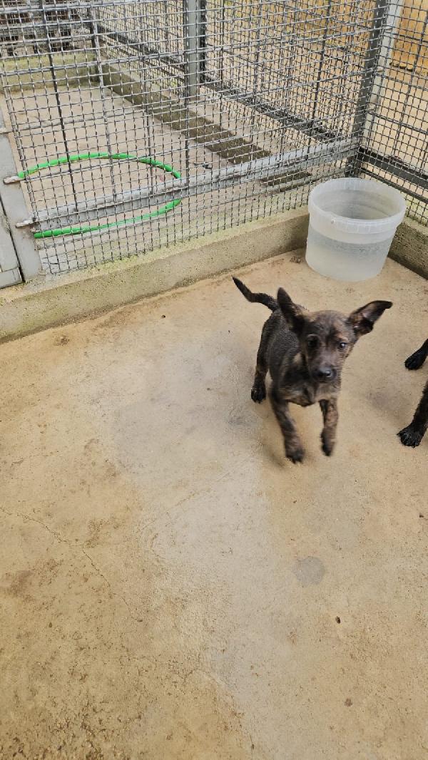 Rubino splendido dolce cucciolino cerca casa  Foto 6