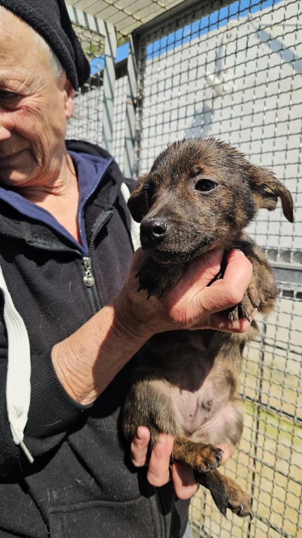 Rubino splendido dolce cucciolino cerca casa  Foto 7