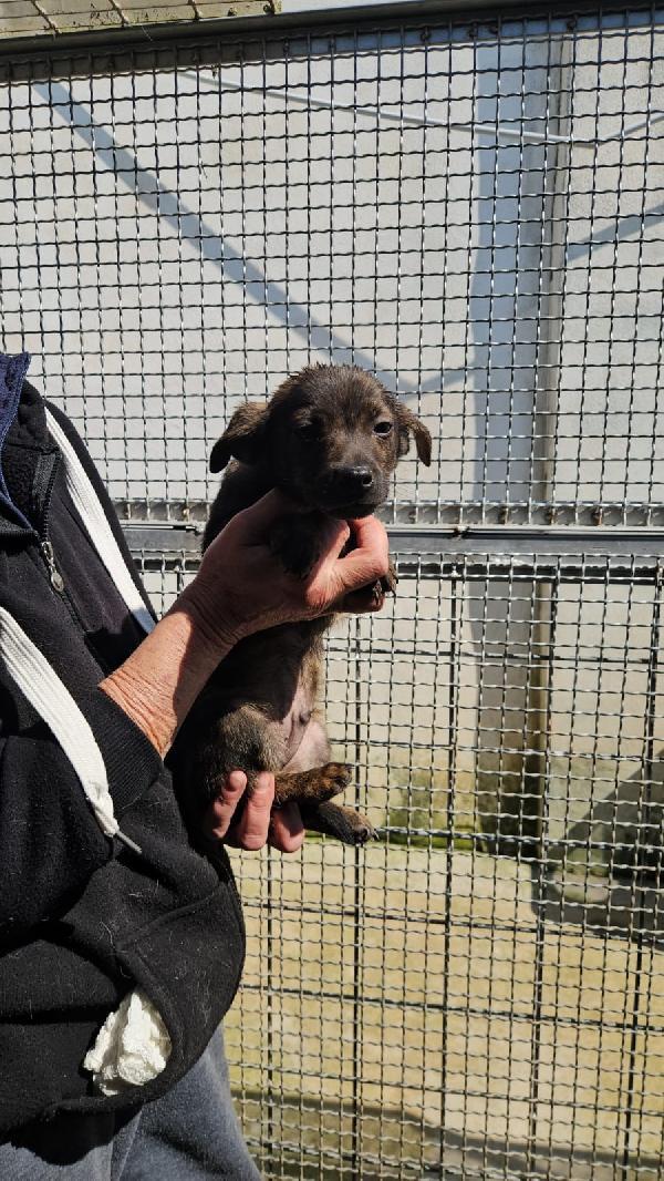 Rubino splendido dolce cucciolino cerca casa  Foto 8