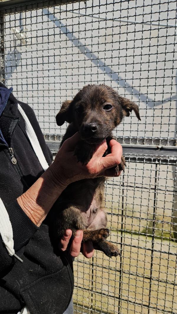 Rubino splendido dolce cucciolino cerca casa  Foto 9