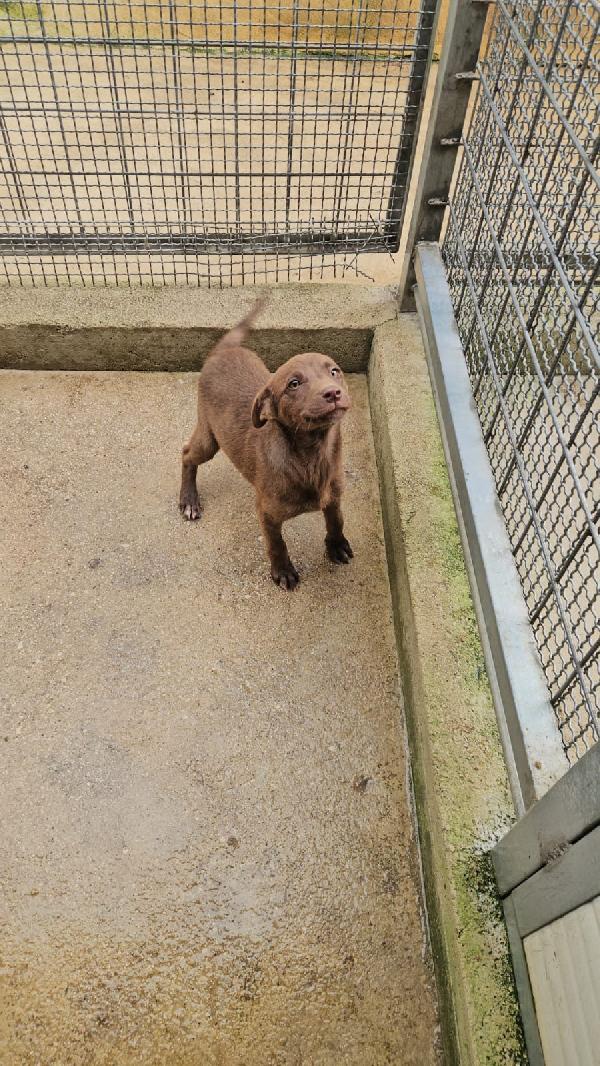 Ambra Splendida Cucciola Dagli Occhi Chiari Cerca Casa 