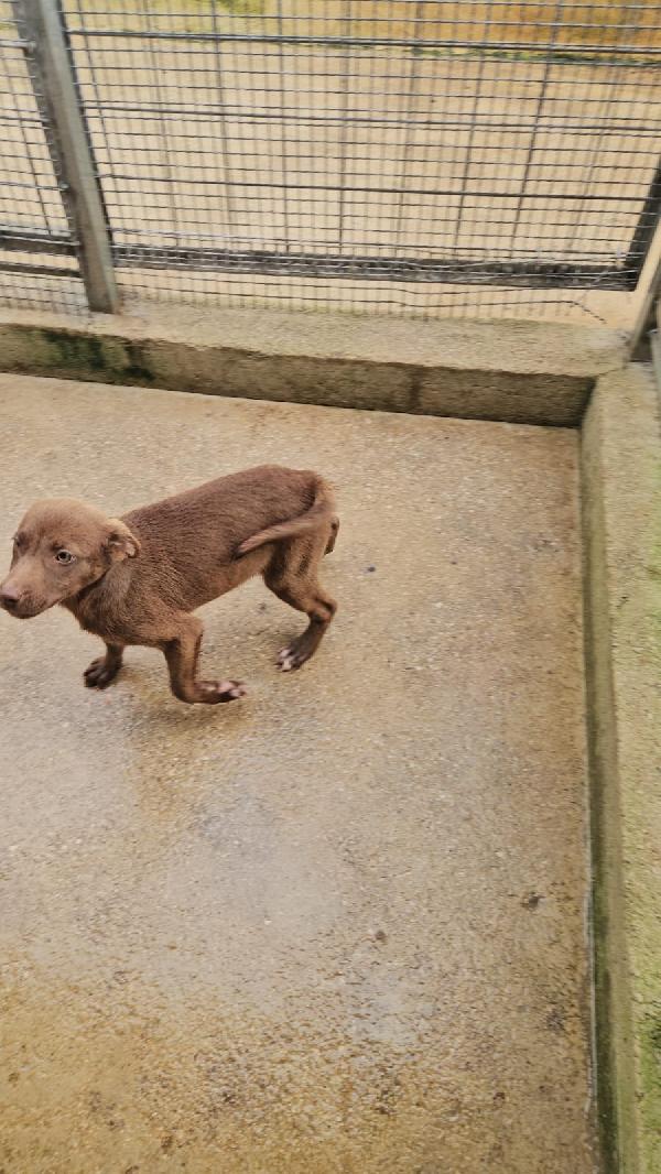 Ambra splendida cucciola dagli occhi chiari cerca casa  Foto 2