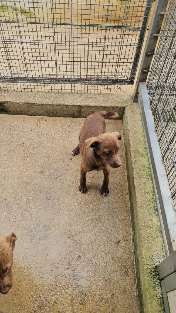 Ambra splendida cucciola dagli occhi chiari cerca casa  Foto 3