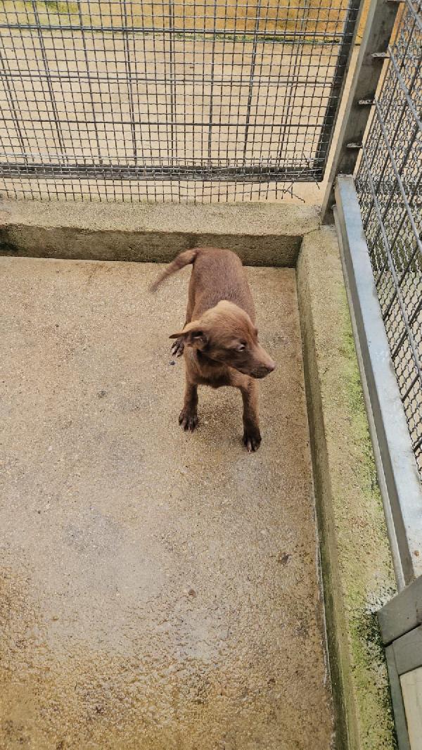 Ambra splendida cucciola dagli occhi chiari cerca casa  Foto 4