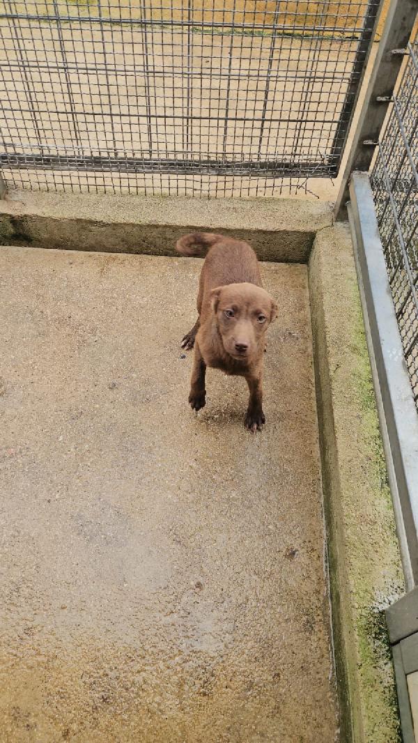 Ambra splendida cucciola dagli occhi chiari cerca casa  Foto 5