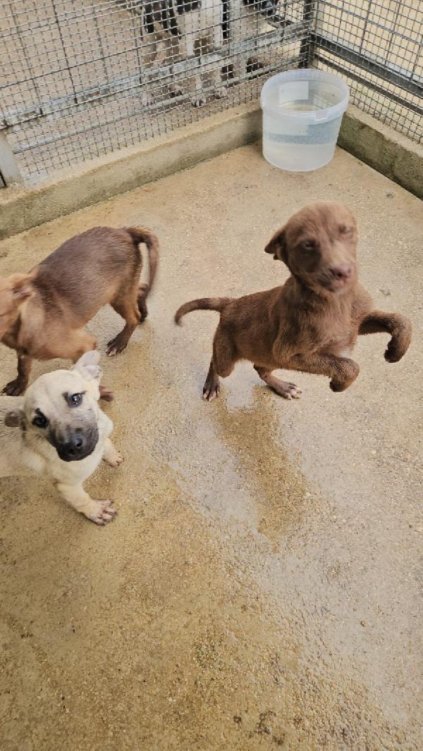 Ambra splendida cucciola dagli occhi chiari cerca casa  Foto 6