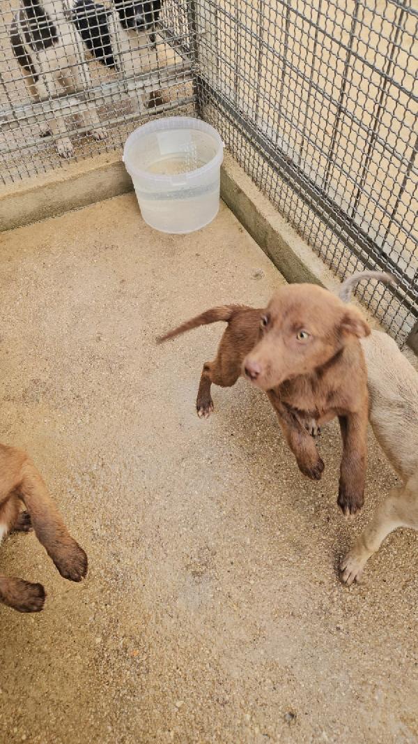 Ambra splendida cucciola dagli occhi chiari cerca casa  Foto 7