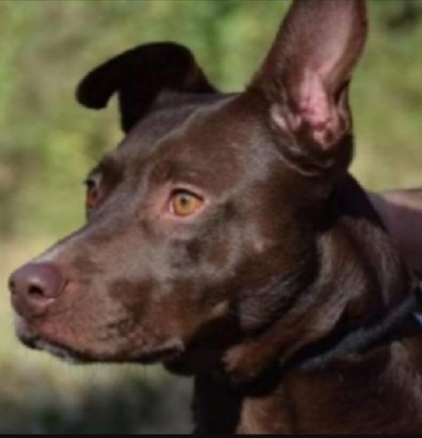 Leila color nocciola 10anni quasi tutti di canile! LAZIO Foto 2