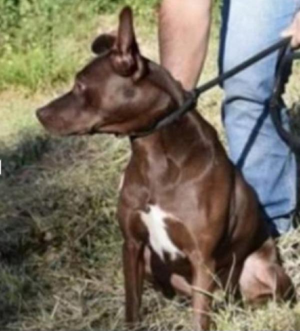 Leila color nocciola 10anni quasi tutti di canile! LAZIO Foto 3