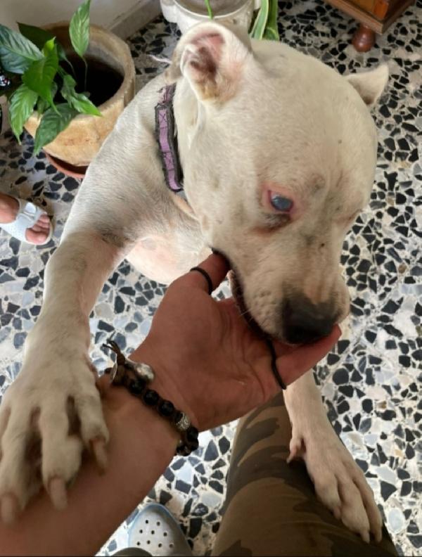 Sioux Pitbull Salvata 4Anni Fa,Ha Xso 1Occhietto.cremona