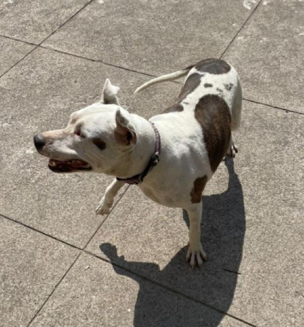 Sioux Pitbull salvata 4anni fa,ha xso 1occhietto.CREMONA Foto 3