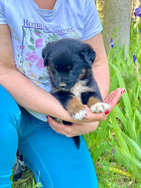 Sombra Cucciola 2 Mesi