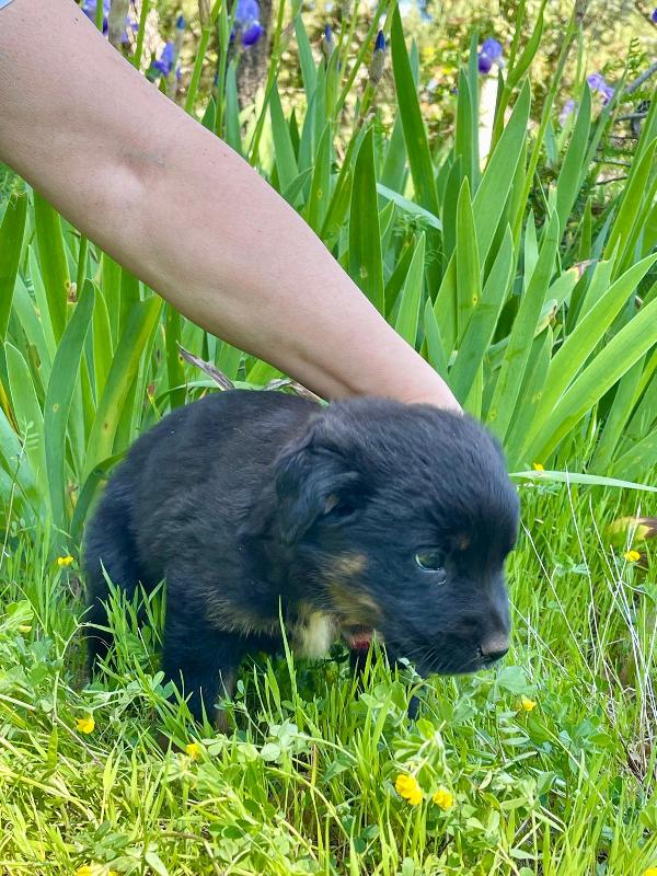 Sombra cucciola 2 mesi Foto 2