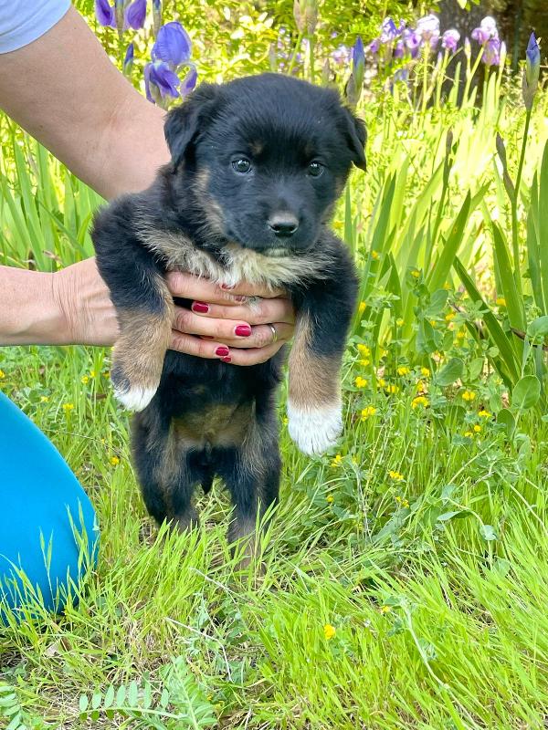 Sombra cucciola 2 mesi Foto 3