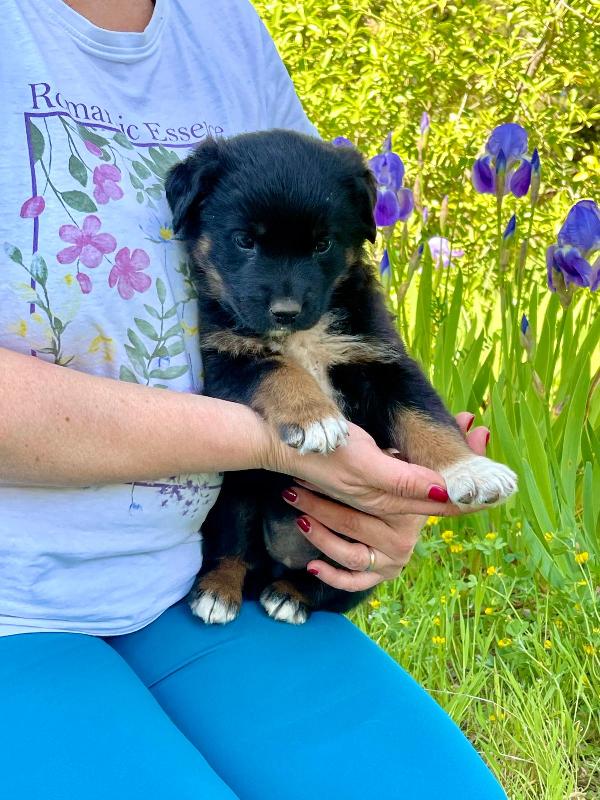 Sombra cucciola 2 mesi Foto 4