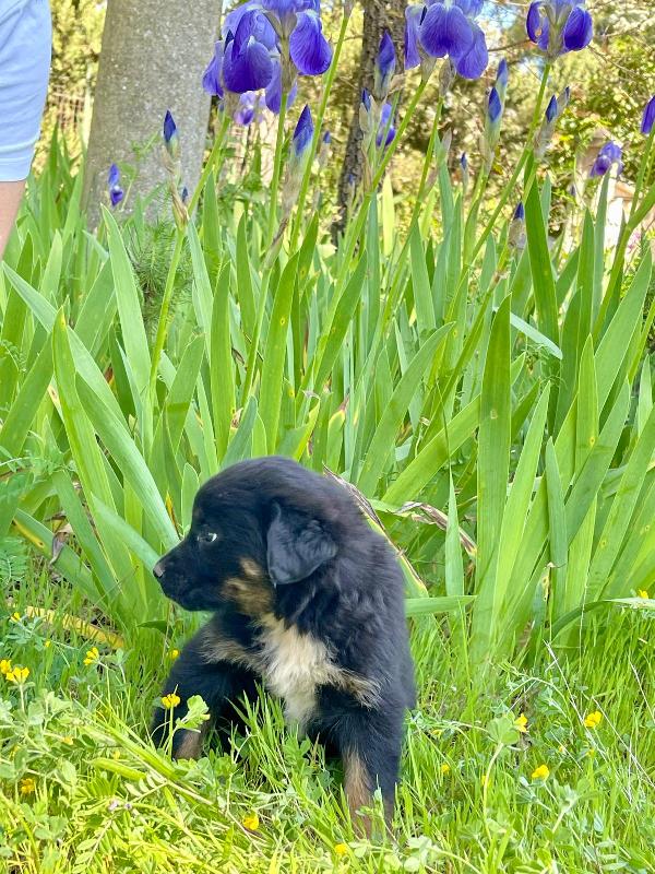 Sombra cucciola 2 mesi Foto 5