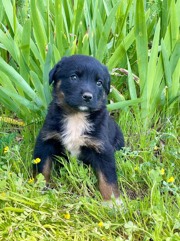 Sombra cucciola 2 mesi Foto 6