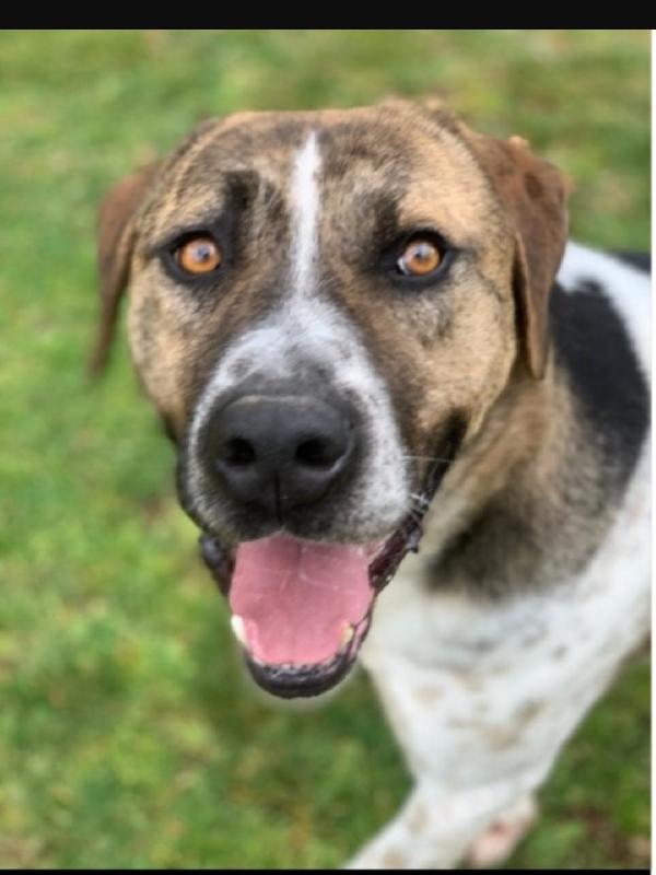 Perù 4anni da 3anni in canile ..ora trasferito in pessimo canile!LAZIO Foto 2