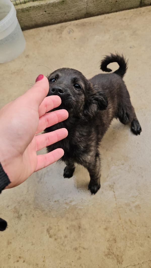 Topazia Splendida Dolce Cucciolina Cerca Casa 