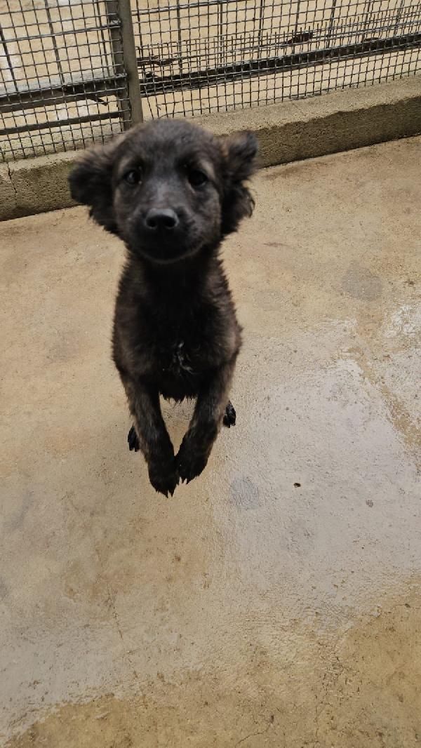 Topazia splendida dolce cucciolina cerca casa  Foto 2