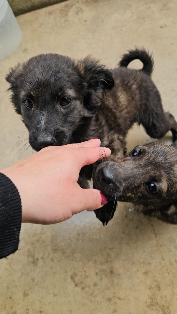 Topazia splendida dolce cucciolina cerca casa  Foto 3