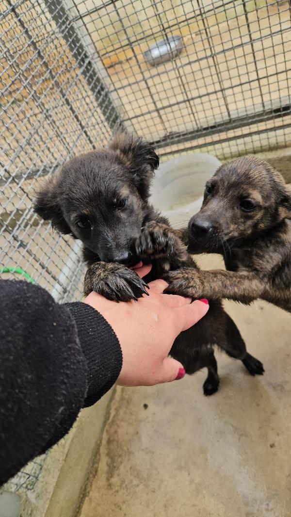 Topazia splendida dolce cucciolina cerca casa  Foto 4