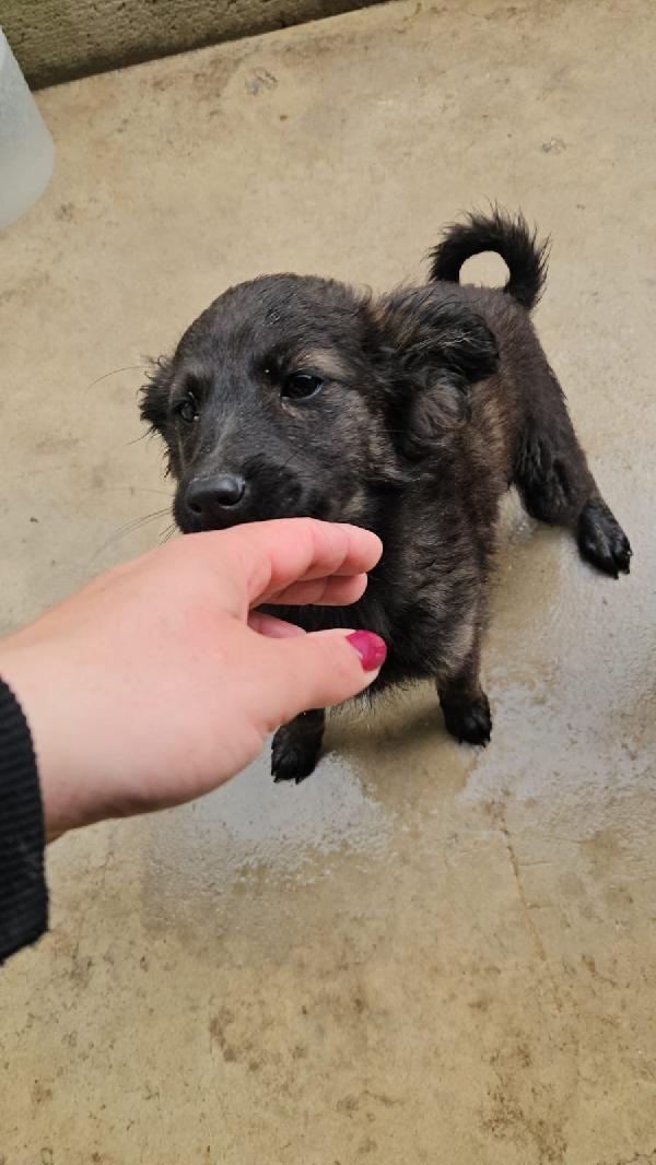 Topazia splendida dolce cucciolina cerca casa  Foto 5