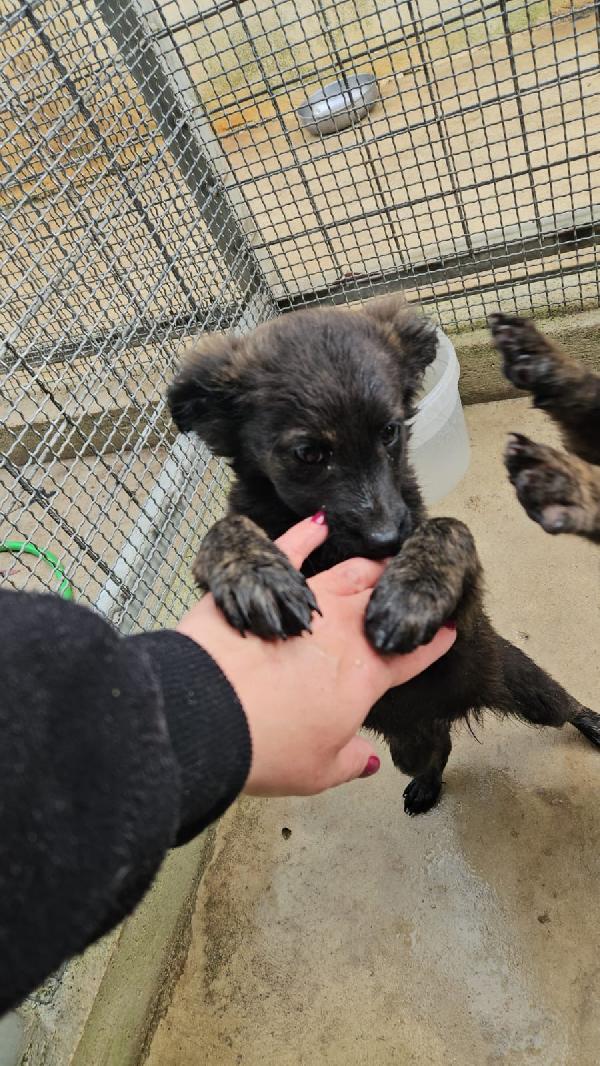 Topazia splendida dolce cucciolina cerca casa  Foto 6