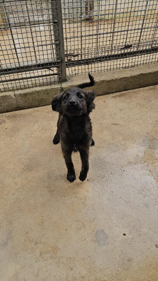 Topazia splendida dolce cucciolina cerca casa  Foto 7